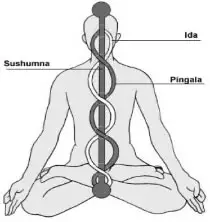 La serpiente en la columna, gráfico de Kundalini Yoga