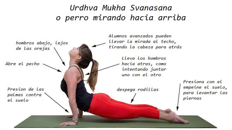 Urdhva Mukha Svanasana