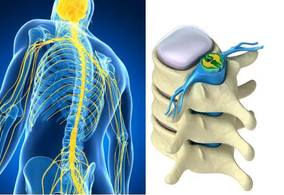 Una columna vertebral con curvas proporciona optimo funcionamiento conectando mente con cuerpo de la forma mas natural y organica ofreciendo movimiento agil y dinamico.