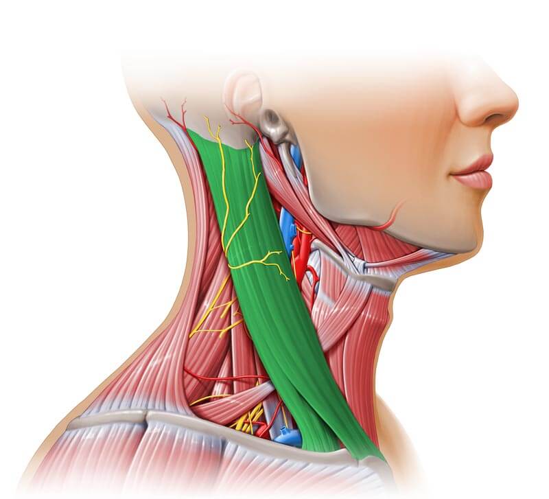 Músculo esternocleidomastoideo