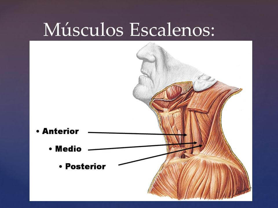 Músculos escalenos